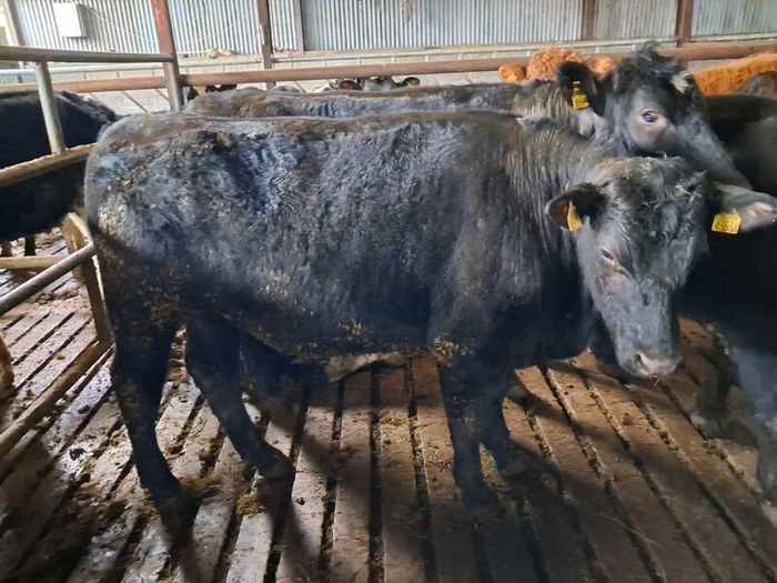Aa bullocks