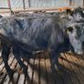 Aa bullocks Image 4