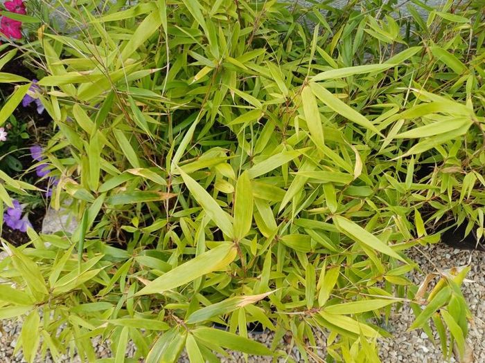 Clumping bamboo