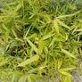 Clumping bamboo Image 2