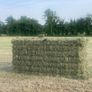 8x4x3 Bales of Hay Image 3