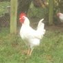 Leghorn Roosters Image 6