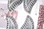 Beautiful Old 6 Paisley Shaped Metal Baking Moulds used for making Cookies, Chocolates, Postage Available on all my items, Collection is always welcome and recommended in Rochfortbridge Westmeath