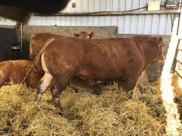 Pbr limousine bulls
