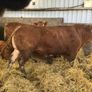 Pbr limousine bulls Image 6