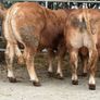 Limousin bulls Image 4