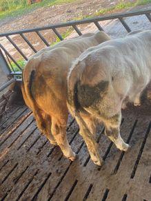 Weanling
