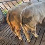 Weanling Image 5