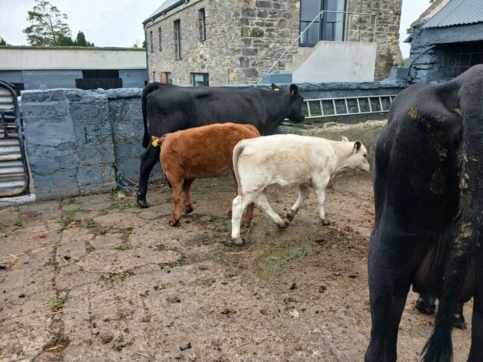 6 AAx first calvers
