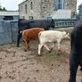 6 AAx first calvers Image 7