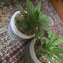 Plant decor Image 2
