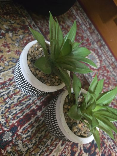 Plant decor