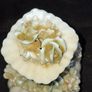 Beautiful Old French Floral Porcelain Perfume Atomizer, Postage Available or Collection Image 2