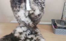BNWT - Paul Costelloe leopard fur scarf