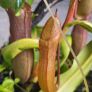 Carnivorous plants small terrarium Image 4