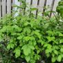 Raspberry plant Image 3