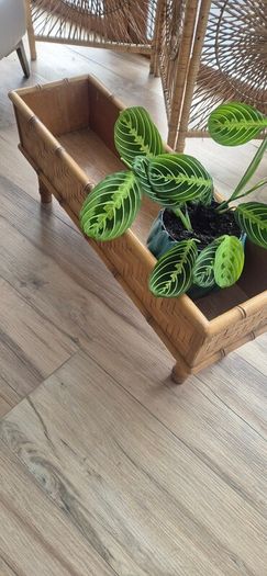 Mid Century Planter