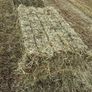 June Irish Hay&Haylage Image 7