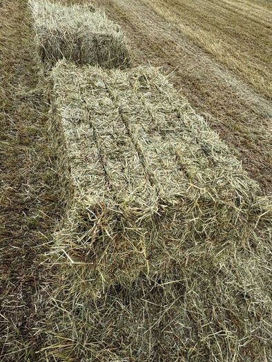 June Irish Hay&Haylage