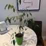 Tall Weeping Fig Ficus benjamina Image 3
