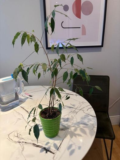 Tall Weeping Fig Ficus benjamina