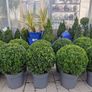 Buxus Image 3