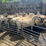Sheep show and sale Image 2