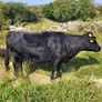 Cow and calf for sale Image 3