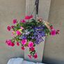 Hanging basket Image 3