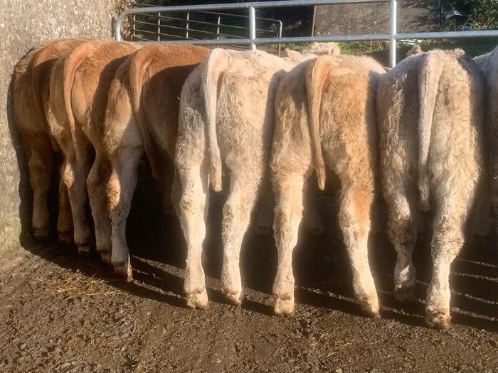 20 u grade charlaois and limousine heifers