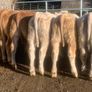 20 u grade charlaois and limousine heifers Image 8