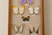 Vintage Framed Real Butterfly Collection With 8 Labelled Specimens