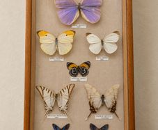 Vintage Framed Real Butterfly Collection With 8 Labelled Specimens