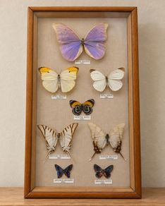 Vintage Framed Real Butterfly Collection With 8 Labelled Specimens