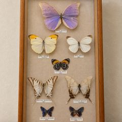 Vintage Framed Real Butterfly Collection With 8 Labelled Specimens