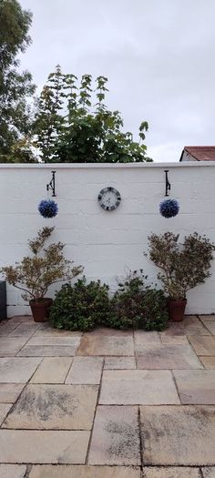 Plants