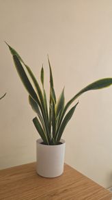 snake plant