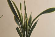 snake plant