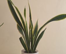 snake plant
