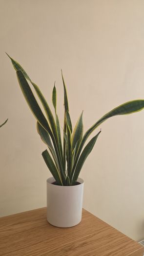 snake plant