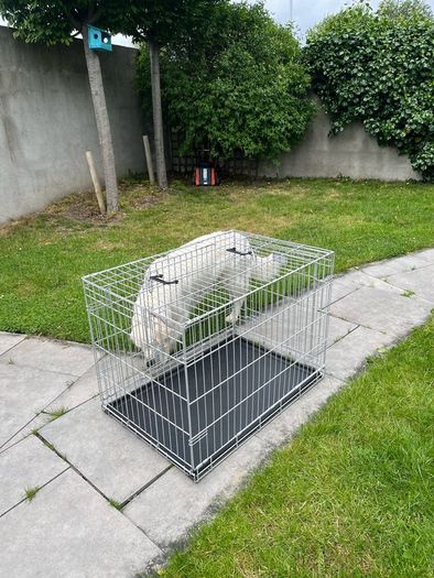 Large dog crate