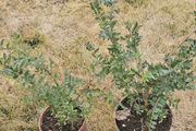 Box hedging