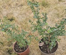 Box hedging