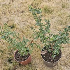Box hedging