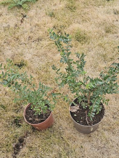 Box hedging