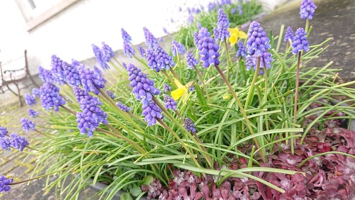 Muscari Seeds / Muscari Bulbs