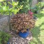 Beautiful Large Glazed Ceramic Planter and Mature Garden Shrub Image 2