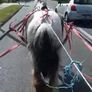 Pony sulky quick hitch Image 2