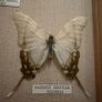 Vintage Framed Real Butterfly Collection With 8 Labelled Specimens Image 8