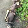 Nissan micra 03 1.0 most parts available Image 6